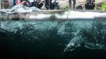 4 Penguin Mati Akibat Malaria di Kebun Binatang Jepang, Kekhawatiran Merebak