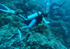 Ledakan Bom Ikan di Laut Indonesia: Ancaman Konstan Terumbu Karang