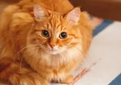 Kucing Tak Kalah Cerdas dari Anjing: Kenali Tanda-Tanda Kucing Pintar Anda