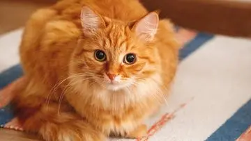 Kucing Tak Kalah Cerdas dari Anjing: Kenali Tanda-Tanda Kucing Pintar Anda