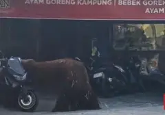 Aksi Cerdik Orang Utan: Akali Pagar Listrik dan Kabur dari Solo Safari
