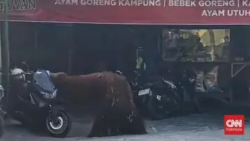 Aksi Cerdik Orang Utan: Akali Pagar Listrik dan Kabur dari Solo Safari