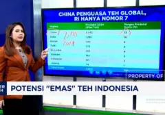 Mengenal Potensi Emas Teh Indonesia: Peluang Besar di Pasar Global