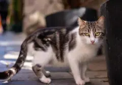 Hindari Kucing Liar Tanpa Kekerasan: 7 Metode Efektif untuk Lingkungan Rumah yang Damai