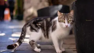 Hindari Kucing Liar Tanpa Kekerasan: 7 Metode Efektif untuk Lingkungan Rumah yang Damai