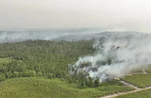 Menko Airlangga Ungkap Upaya Penanganan Kebakaran Hutan Kalimantan: Koordinasi dan Mitigasi Jadi Kunci