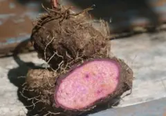 Fenomena Ube: Gurihnya Kue Ungu yang Langka dalam Bentuk Segar di Indonesia