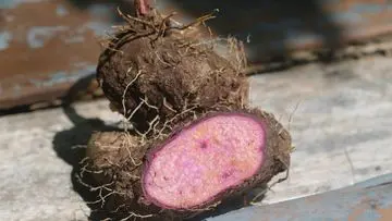 Fenomena Ube: Gurihnya Kue Ungu yang Langka dalam Bentuk Segar di Indonesia