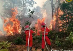 Kalimantan Membara: 1.842 Titik Panas Terdeteksi, Kalimantan Tengah Paling Parah