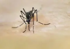 Waspada Nyamuk! 7 Aroma Alami Ini Terbukti Ampuh Mengusir Serangga Pengganggu