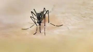 Waspada Nyamuk! 7 Aroma Alami Ini Terbukti Ampuh Mengusir Serangga Pengganggu
