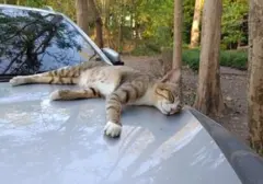 Mengapa Kucing Suka Bersarang di Kap Mobil? Kombinasi Hangat, Aman, dan Tersembunyi