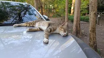 Mengapa Kucing Suka Bersarang di Kap Mobil? Kombinasi Hangat, Aman, dan Tersembunyi
