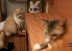 Lebih dari Sekadar Teman: Penelitian Ungkap Manfaat Kesehatan Memelihara Kucing di Rumah