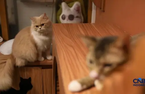 Lebih dari Sekadar Teman: Penelitian Ungkap Manfaat Kesehatan Memelihara Kucing di Rumah