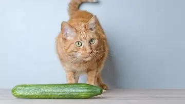 Misteri Ketakutan Kucing pada Timun: Mitos Ular vs. Respons Kejutan