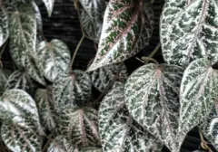 Rahasia Kulit Cerah Alami: Daun Lokal Ini Jadi Alternatif Skincare Impor Mahal