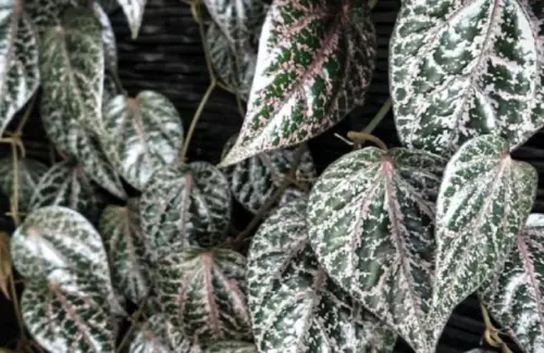 Rahasia Kulit Cerah Alami: Daun Lokal Ini Jadi Alternatif Skincare Impor Mahal