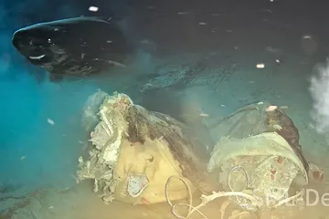 Peneliti Ungkap Perilaku Unik Hiu Tidur Pasifik di Laut Cina Selatan