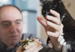 Kucing Sering Minta Makan? Kenali Penyebabnya dan Solusi Efektif dari Ahli