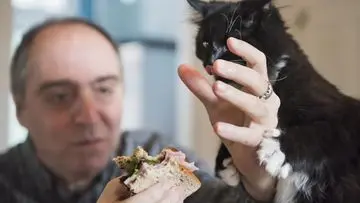Kucing Sering Minta Makan? Kenali Penyebabnya dan Solusi Efektif dari Ahli