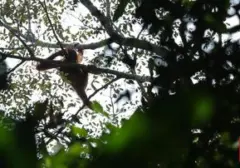 Kebakaran Hutan dan Lahan Landa Kalimantan, Ancaman Ganda Bagi Habitat Orangutan dan Perhatian Dunia