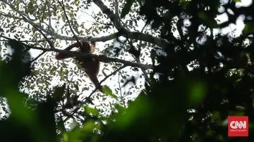Kebakaran Hutan dan Lahan Landa Kalimantan, Ancaman Ganda Bagi Habitat Orangutan dan Perhatian Dunia