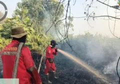 Kebakaran Luas Landa 335 Konsesi Hutan Sumatra-Kalimantan, 85.000 Hektare Hangus