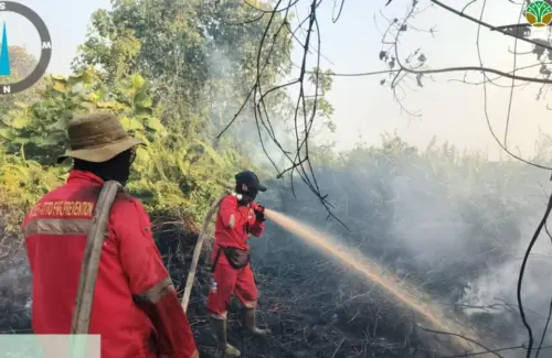 Kebakaran Luas Landa 335 Konsesi Hutan Sumatra-Kalimantan, 85.000 Hektare Hangus