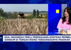 Ketergantungan Impor Gandum, Indonesia Hadapi Tantangan Stabilitas Pangan di Tengah Ketidakpastian Global