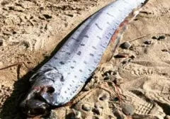 Fenomena Ikan 'Kiamat' Terdampar Massal di Pantai Pink Lombok, Warga Dilarang Dekati