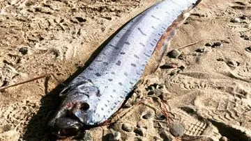 Fenomena Ikan 'Kiamat' Terdampar Massal di Pantai Pink Lombok, Warga Dilarang Dekati