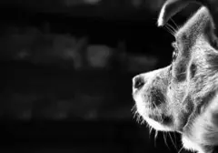 Hari Anjing Sedunia, Ini Sejarah dan Cara Merayakannya