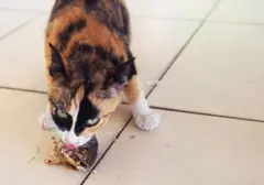Pentingnya Protein untuk Kucing: Kenali 5 Jenis Ikan yang Kaya Nutrisi