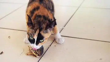 Pentingnya Protein untuk Kucing: Kenali 5 Jenis Ikan yang Kaya Nutrisi