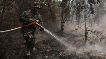 Tepung Singkong: Solusi Inovatif Pemadam Karhutla yang Dikaji Pemerintah