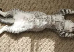 Mengungkap Rahasia di Balik Posisi Tidur Kucing: Lebih dari Sekadar Kenyamanan