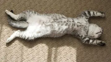 Mengungkap Rahasia di Balik Posisi Tidur Kucing: Lebih dari Sekadar Kenyamanan