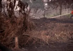 Karhutla Kalimantan Ganggu Bursa Karbon, Bos BEI Ungkap Potensi Dampaknya