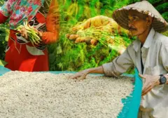 Potensi Harta Karun Pertanian Indonesia: 5 Komoditas Unggulan yang Jadi Incaran Pasar Global