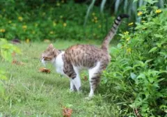 Tinggalkan Kucing Liar Jauh-Jauh: 5 Tanaman Ini Ampuh Jadi 'Benteng' Alami di Halaman Rumah Anda