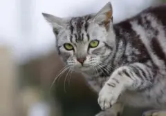 Mengungkap Misteri: Mengapa Kucing Liar Sering Mampir ke Rumah Anda?