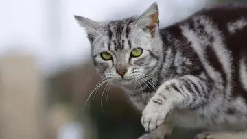 Mengungkap Misteri: Mengapa Kucing Liar Sering Mampir ke Rumah Anda?