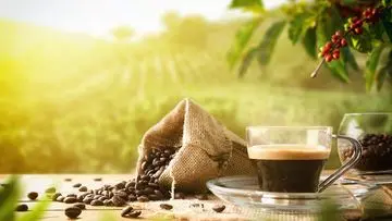 Budaya Ngopi Berkembang Pesat, Pemanfaatan Ampas Kopi Jadi Sorotan