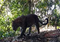 Gunung Halimun Salak Jadi Rumah bagi 51 Individu Macan Tutul Jawa, Populasi Terancam Kritis