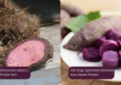 Ungu Ube: Keunikan Pigmen yang Membedakannya dari Ubi Ungu Biasa
