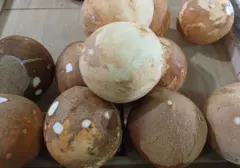 Impor Santan RI Melonjak 15.000%, Singapura dan China Jadi Pemasok Utama