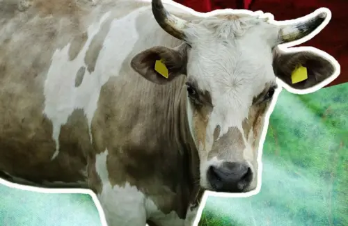 Jatim Masih Perkasa, Ini 10 Provinsi Penghasil Sapi Terbanyak di Indonesia