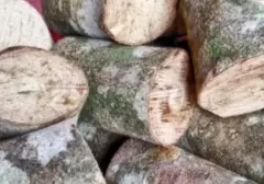 Kayu Ular Papua: Harta Karun Alam yang Diburu Pasar Internasional dari Arab hingga Eropa