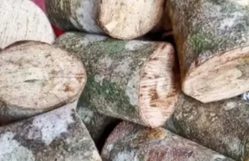 Kayu Ular Papua: Harta Karun Alam yang Diburu Pasar Internasional dari Arab hingga Eropa